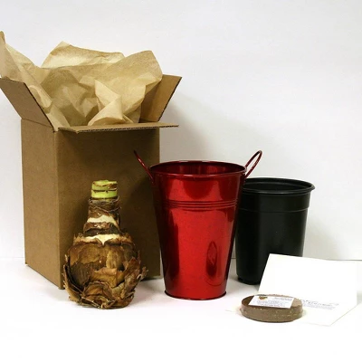 Van Zyverden Amaryllis White Christmas Gift Flower Bulb With Artisan Decorative Planter 2 Van Zyverden Amaryllis White Christmas Gift Flower Bulb With Artisan Decorative Planter - Image 2