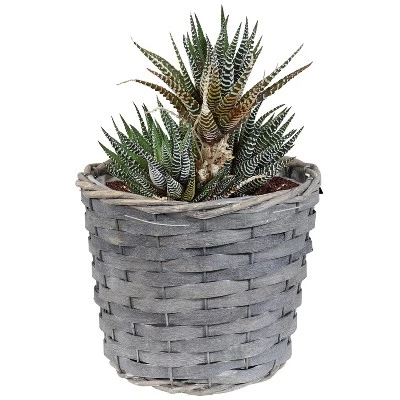 Sunnydaze Decor Sunnydaze Indoor Poplar Wicker Planters With Plastic Liners - Gray - Set Of 5 4 Sunnydaze Decor Sunnydaze Indoor Poplar Wicker Planters With Plastic Liners - Gray - Set Of 5 - Image 4