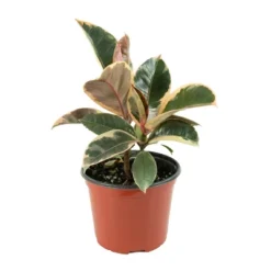 Ficus Robusta Ruby Rubber Tree Plant - National Plant Network -Sunnydaze Decor Store GUEST fe9fd0ed e15f 4a8e a489 32d5f999661c