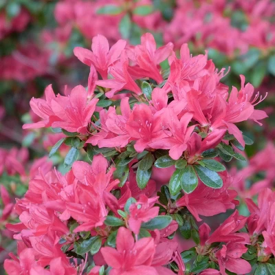 2.5qt President Clay Azalea Plant With Red Blooms - National Plant Network 2 2.5qt President Clay Azalea Plant With Red Blooms - National Plant Network - Image 2