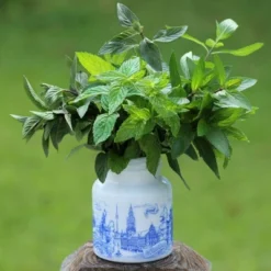 Burpee Herb 'Chocolate Mint' 1pc Seasonal Grown In All U.S.D.A. Hardiness Zones National Plant Network 4" -Sunnydaze Decor Store GUEST ffa3c648 856d 4e70 986c 12e411169531